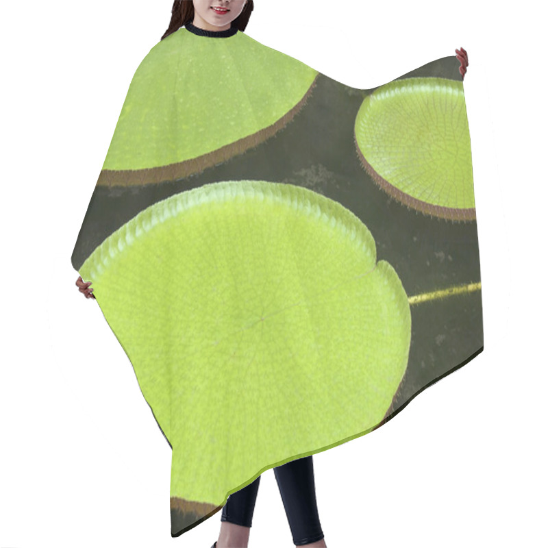 Personality  Victoria Amazonica Hair Cutting Cape