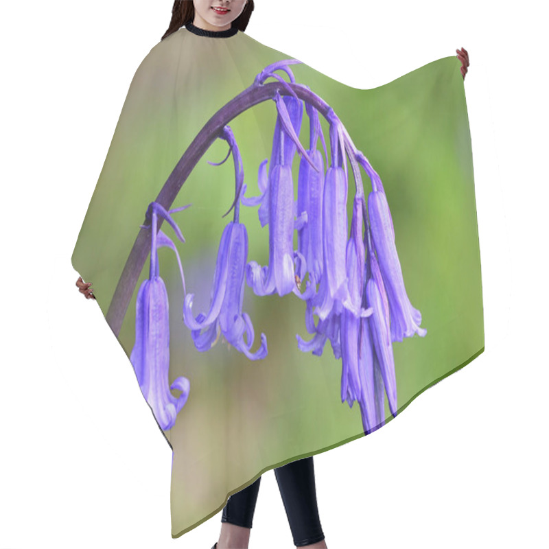 Personality  Bluebell (hyacinthoides Non-scripta) Hair Cutting Cape