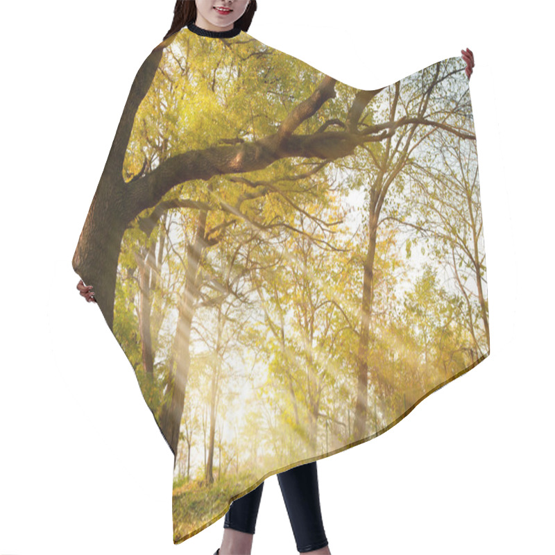 Personality  Old Oak Tree In Autumn Park Hair Cutting Cape