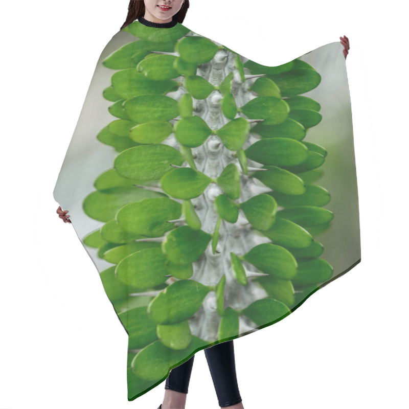 Personality  Close Up View Of Exotic Cactus With Green Leaves Hair Cutting Cape