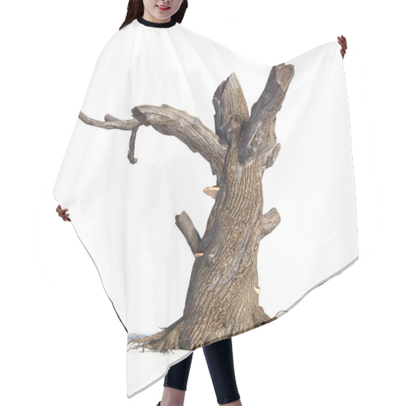 Personality  A Decayed Tree Stands Prominently, Showcasing Barren Branches And A Textured Trunk. Mushrooms Sprout From Its Surface On White Background. This Is A 3d Render Illustration Hair Cutting Cape