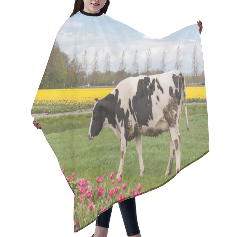 Personality  Grazing Cows Near A Dutch  Tulip Field Hair Cutting Cape