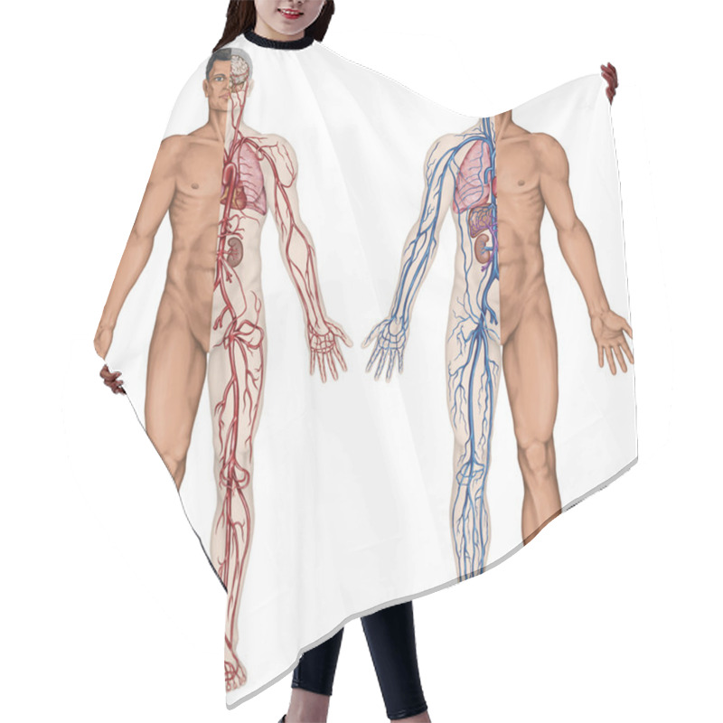 Personality  Human Bloodstream - Didactic Board Of Anatomy Of Blood System Of Human Circulation Sanguine, Cardiovascular, Vascular, Arterial And Venous System Hair Cutting Cape