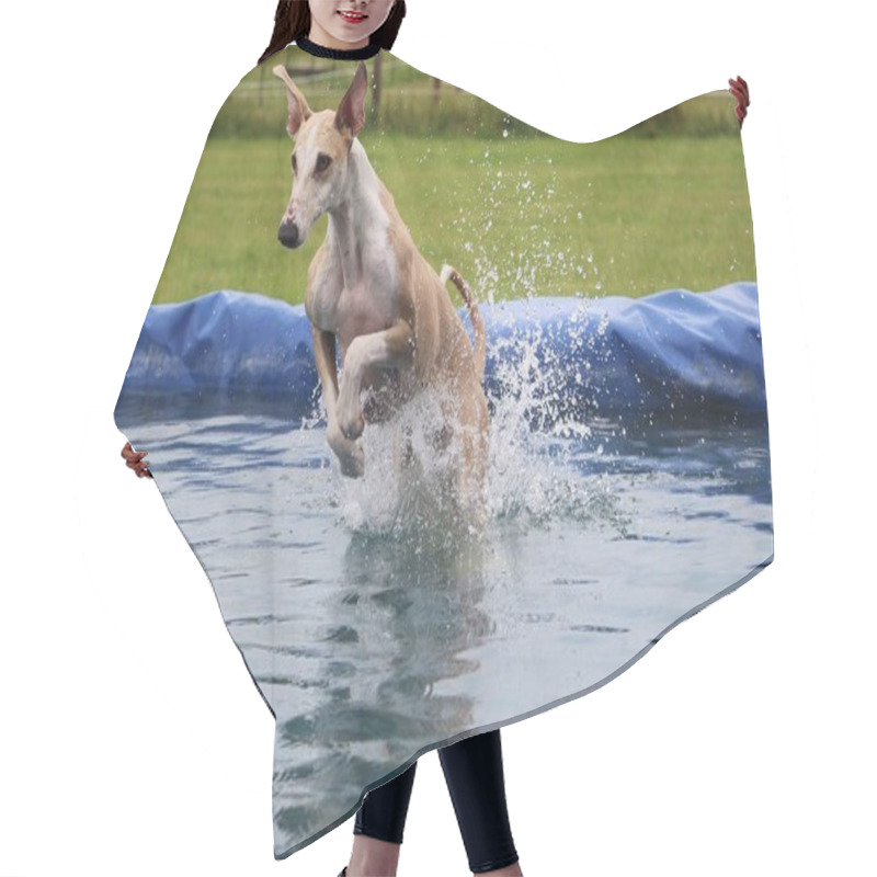 Personality  Funny Galgo Is Jumping In The Pool Hair Cutting Cape