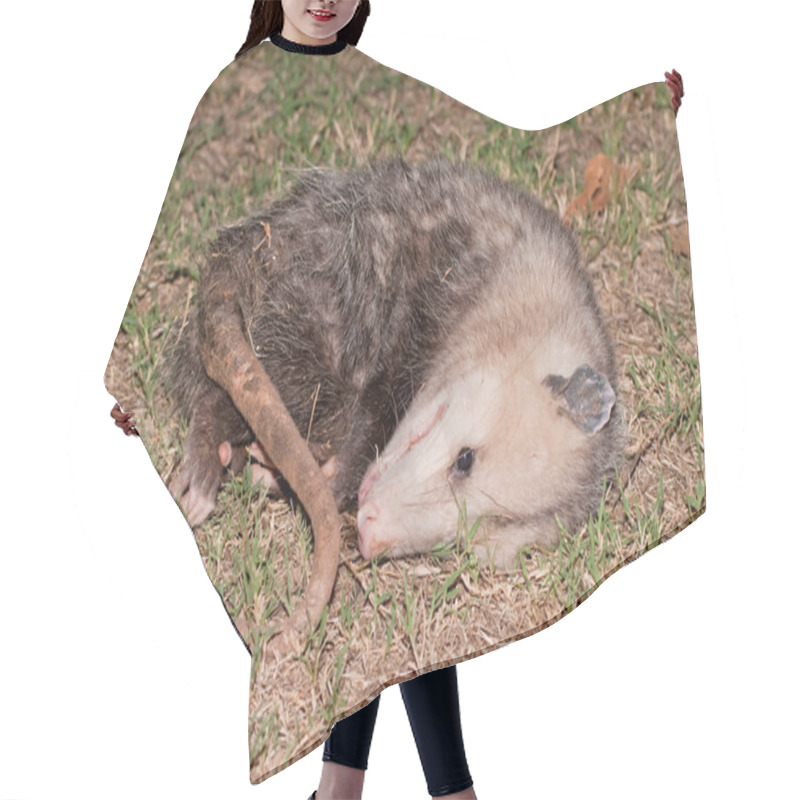 Personality  Possum Playing Dead At Night Hair Cutting Cape