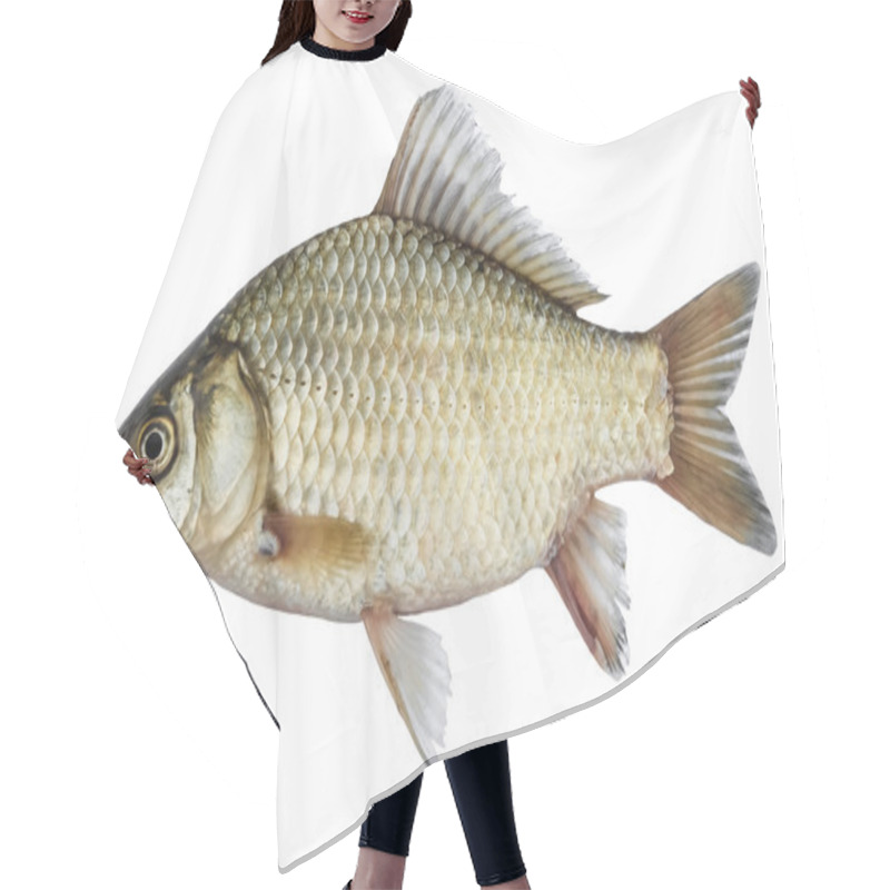 Personality  Isolated Crucian Carp, A Kind Of Fish From The Side. Live Fish With Flowing Fins. River Fish Hair Cutting Cape