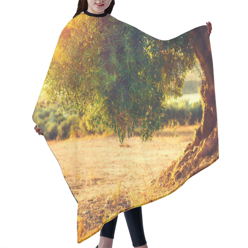 Personality  Plantation Of Olive Trees At Sunset. Hair Cutting Cape