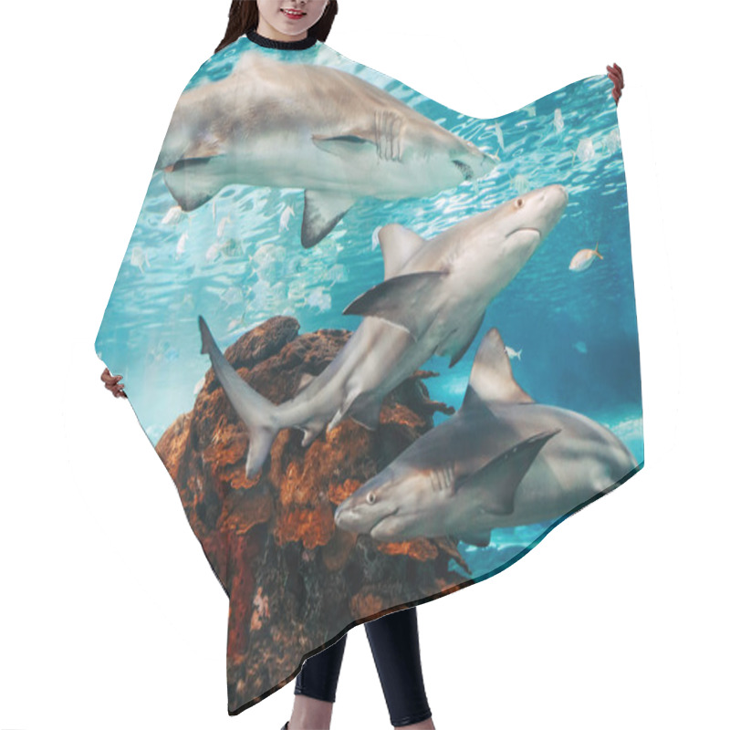 Personality  Giant Scary Sharks Under Water In Aquarium. Sea Ocean Marine Wildlife Predators Dangerous Animals Swimming In Blue Water. Underwater Life. Water Nature Fauna Background Wallpaper.  Hair Cutting Cape