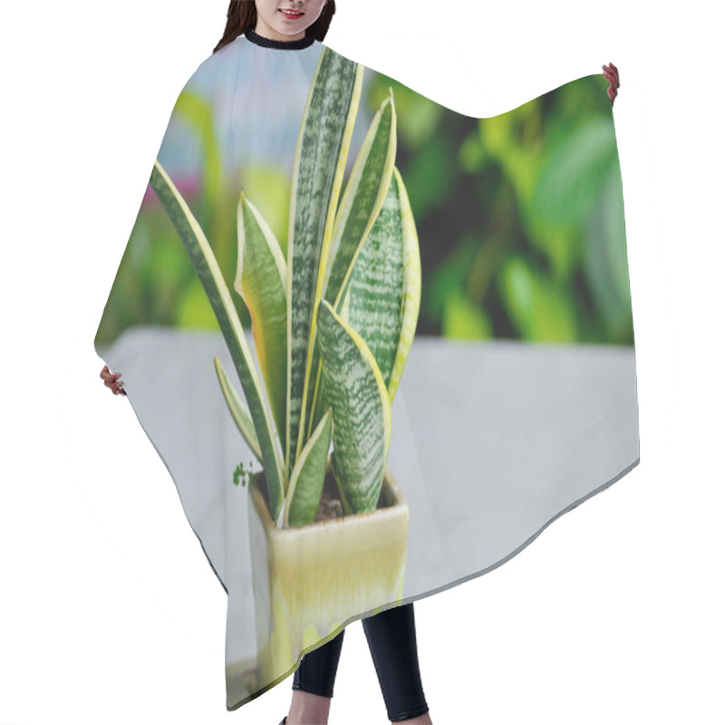 Personality  Sansevieria Trifasciata Prain, Snake Plant Or Mother In Laws Tongue In The Flower Pot Hair Cutting Cape