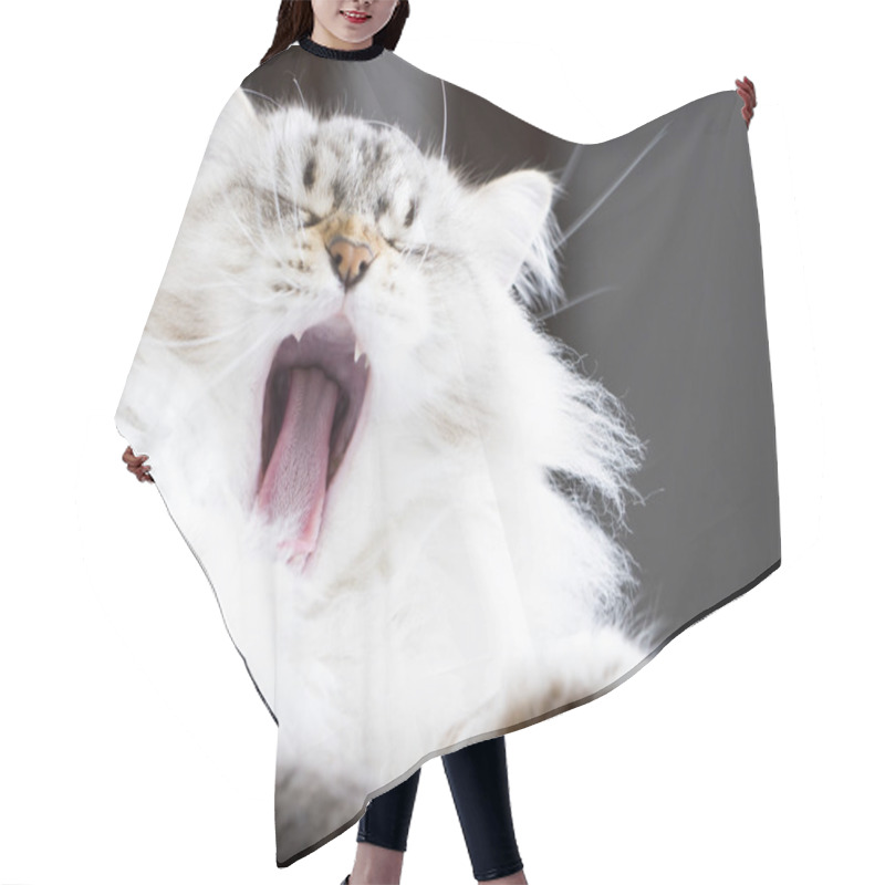 Personality  Siberian Cat,yawning Hair Cutting Cape