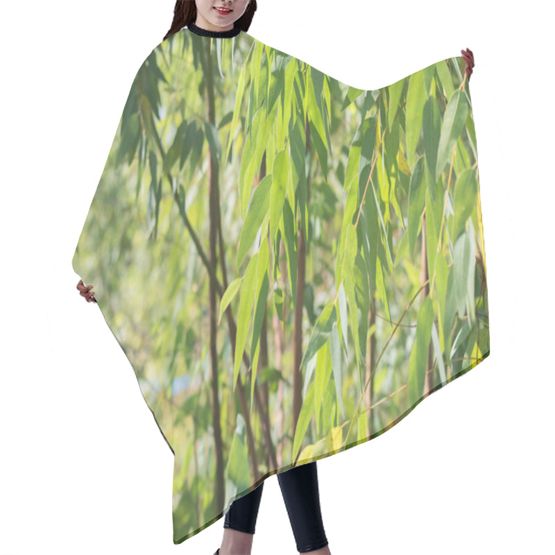 Personality  Eucalyptus Leaves. Branch Eucalyptus Tree Nature Background Hair Cutting Cape