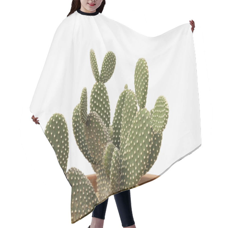 Personality  White Bunny Ears Cactus On White Isolated Background With Copy Space Hair Cutting Cape