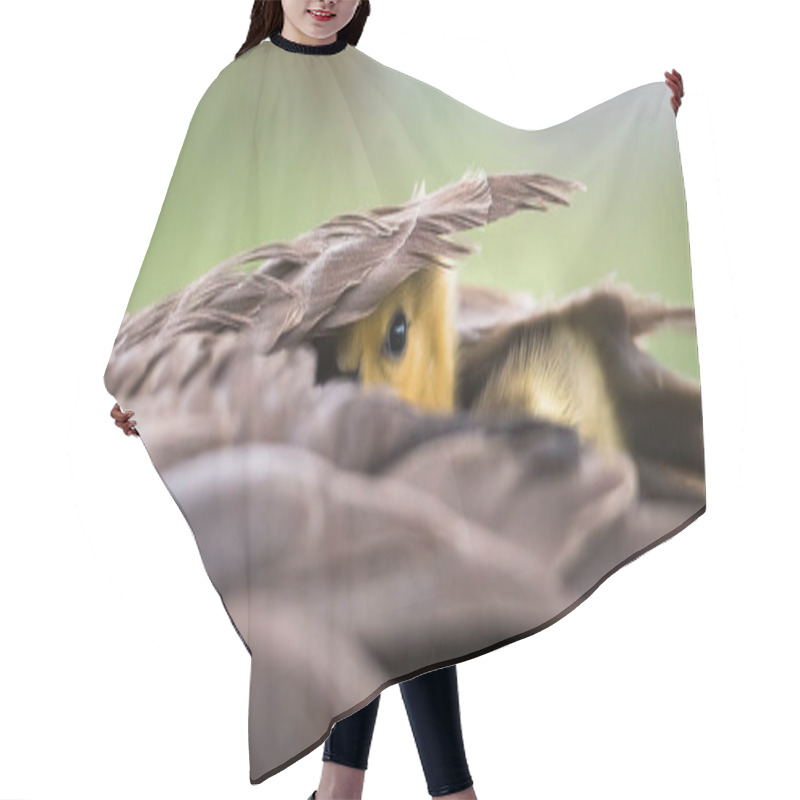 Personality  Canada Geese  In Wild, Birds. Nature, Fauna  Hair Cutting Cape