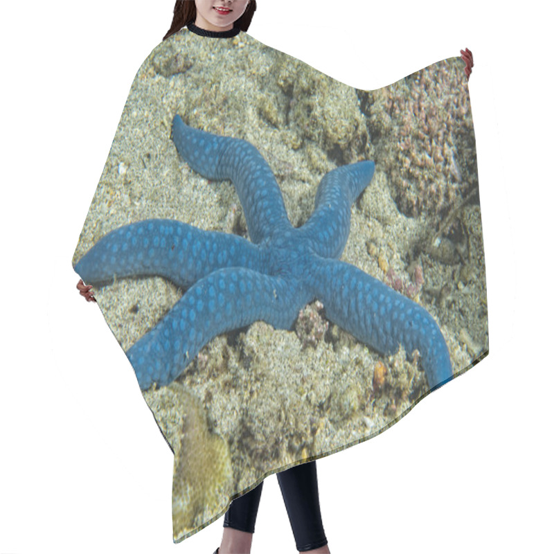 Personality  A Blue Sea Star Hanging On Reef  Hair Cutting Cape