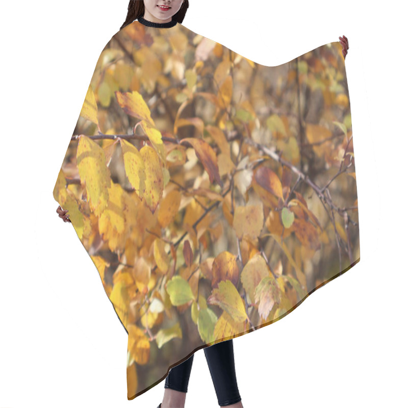 Personality  Close-up Of Tree Branches With Vivid Yellow And Orange Autumn Leaves, Capturing The Beauty Of Fall Foliage In Natural Sunlight Hair Cutting Cape