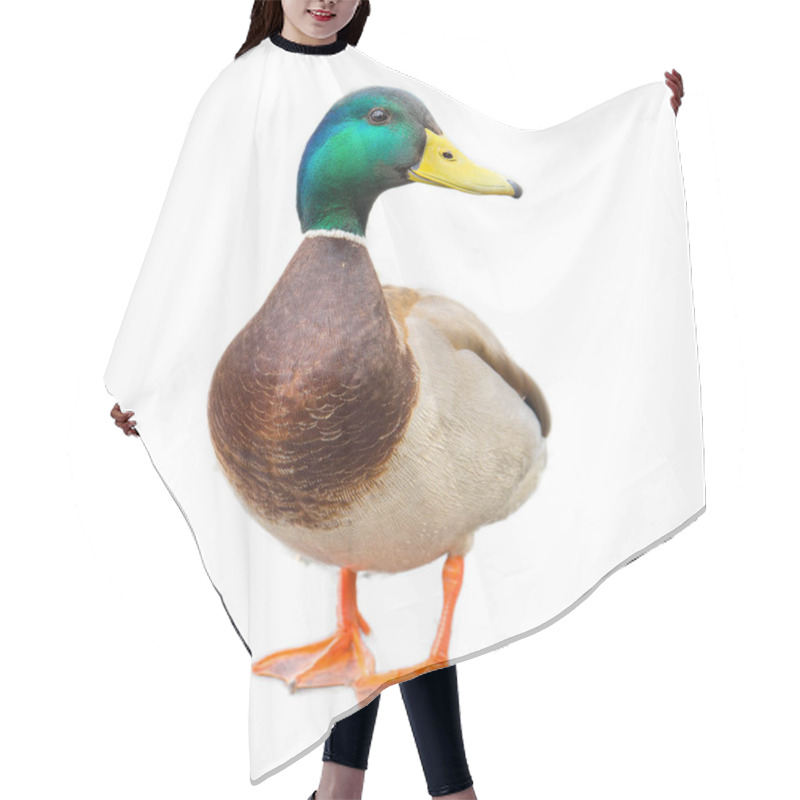 Personality  Male Mallard Duck On White Background With Work Paths Hair Cutting Cape