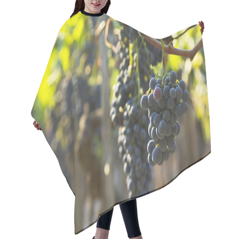 Personality  Grapes And Vineyards Hair Cutting Cape