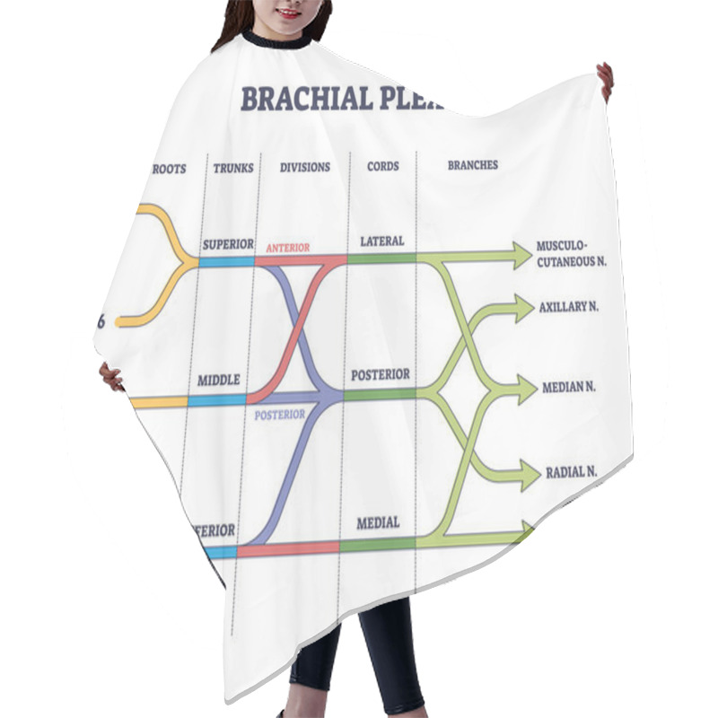 Personality  Brachial Plexus Shoulder Nerves Network Medical Division Outline Concept Hair Cutting Cape