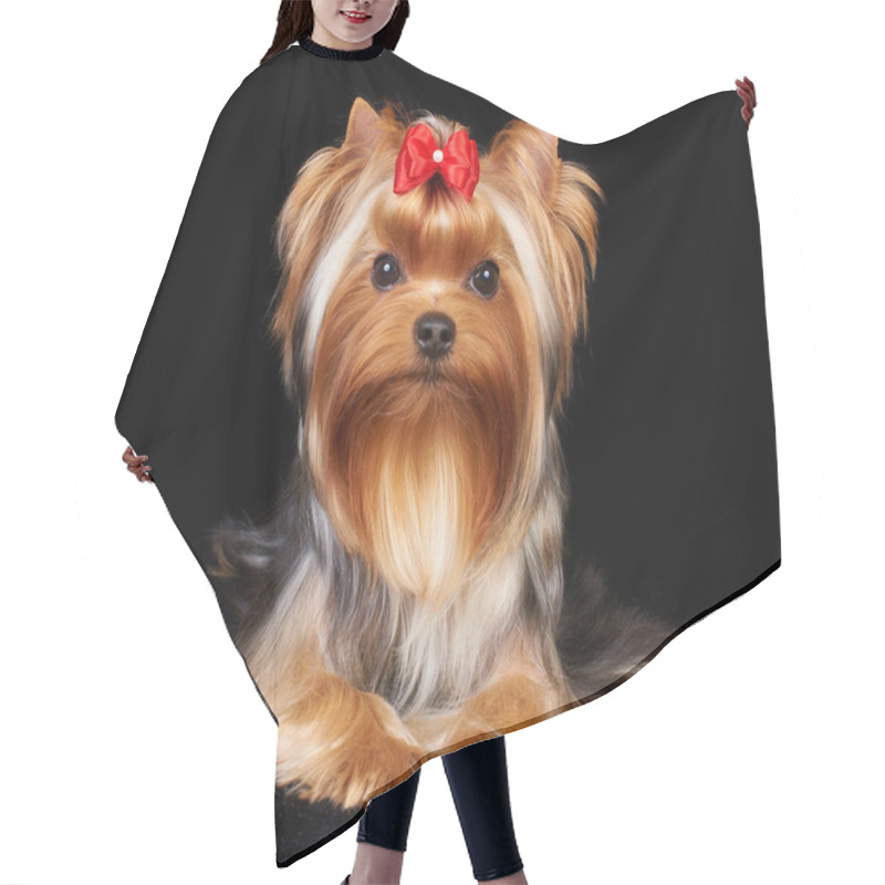 Personality  Beautiful Yorkshire Terrier Hair Cutting Cape