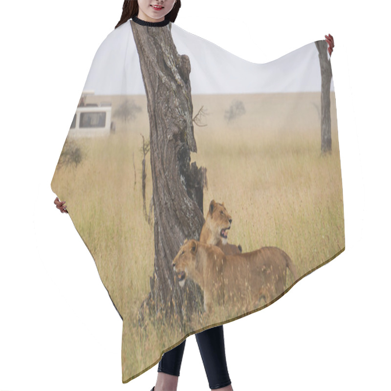 Personality  In Wildlife Sanctuary Hair Cutting Cape