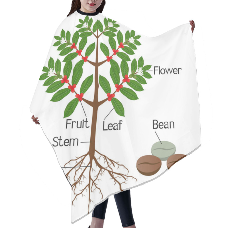 Personality  The Illustration Shows Part Of The Coffee Plants. Hair Cutting Cape