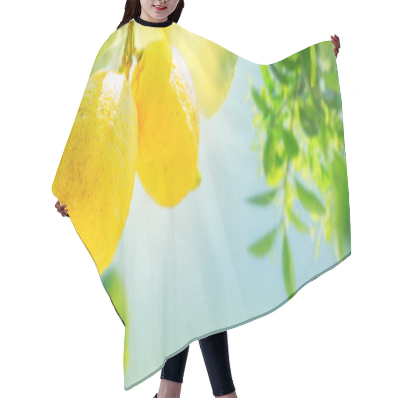 Personality  Nging Lemon Fruits In Lemon Garden Of Sorrento With Copy Space On Summer Blue Sky Hair Cutting Cape