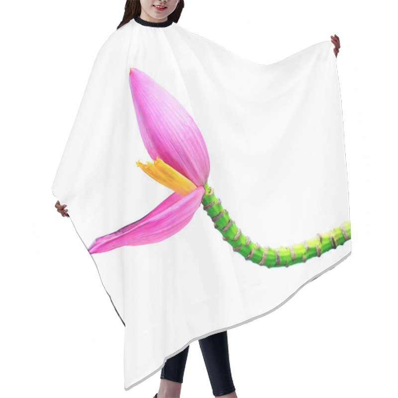 Personality  Pink Banana Flower On Banana Tree Isolated On A White Background Hair Cutting Cape