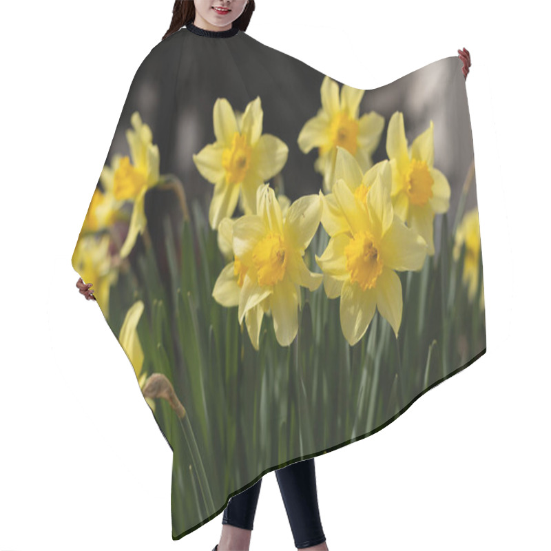 Personality  Yellow Daffodils Flowers In The Garden Hair Cutting Cape