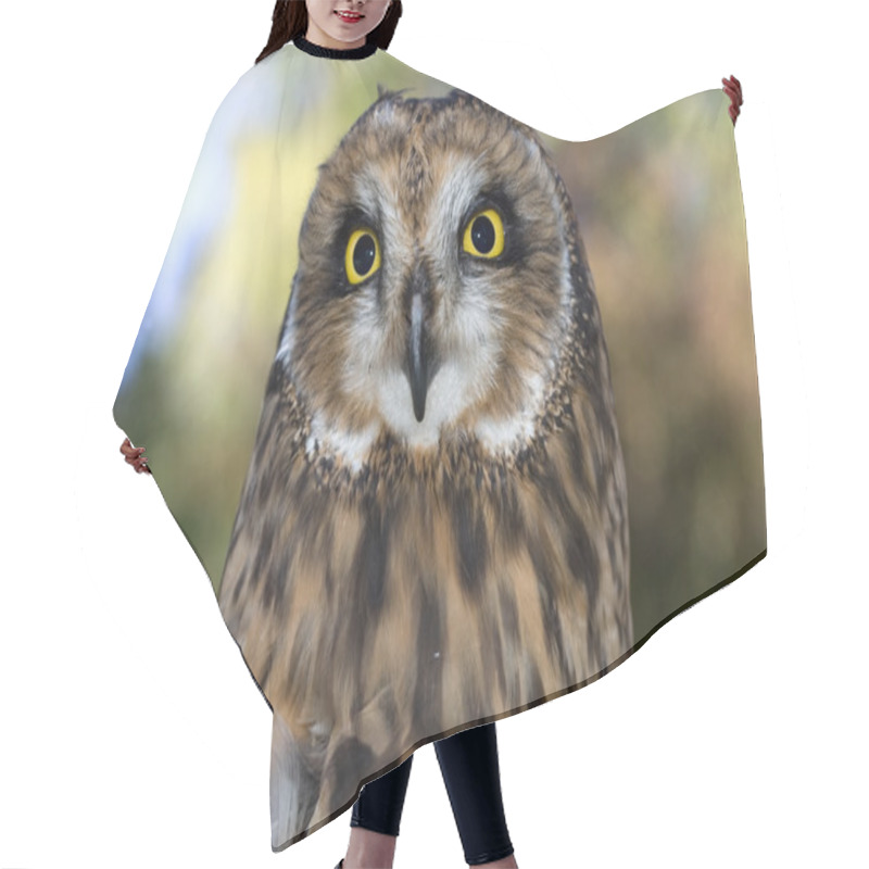 Personality  Short Eared Owl. Hair Cutting Cape