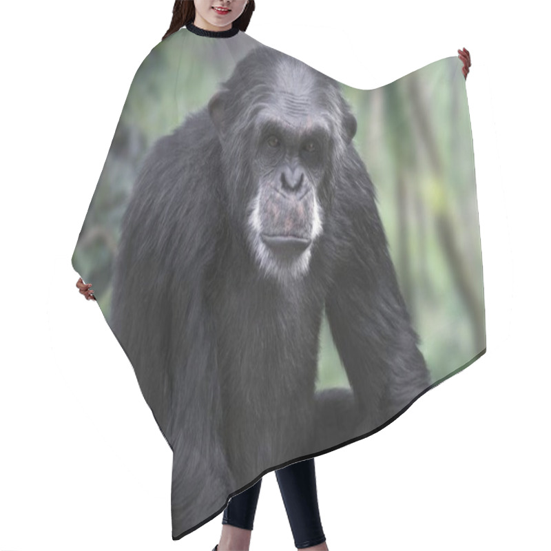 Personality  Young Chimpanzee Sitting And Watching In Forest Hair Cutting Cape