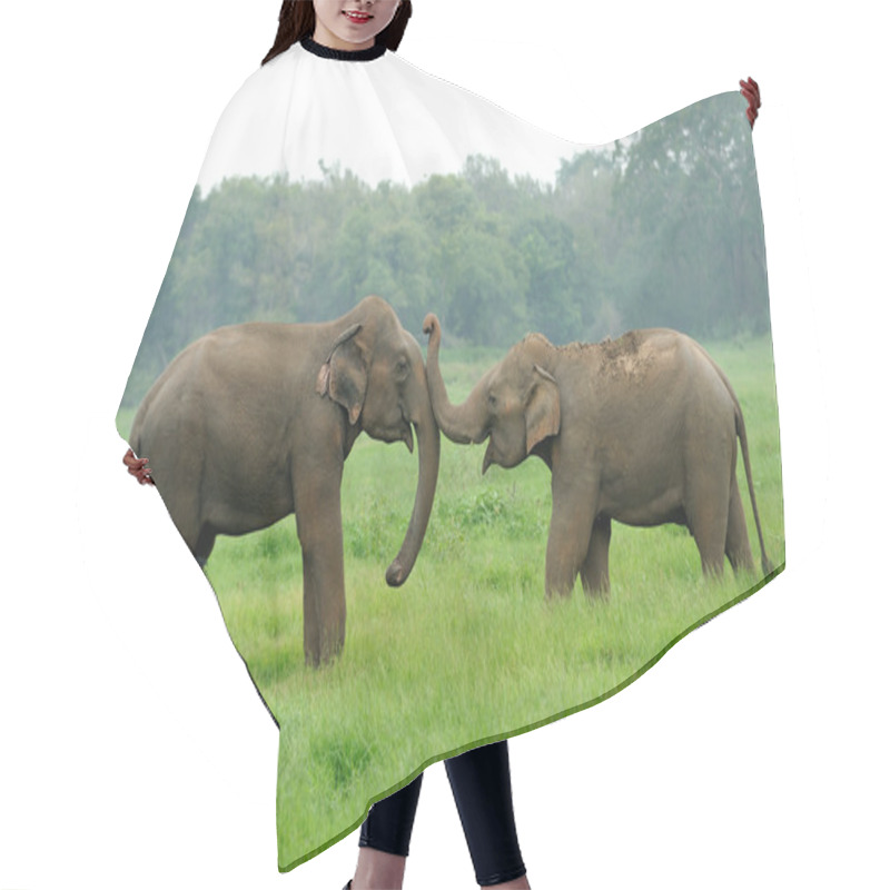 Personality  Elephants Hair Cutting Cape