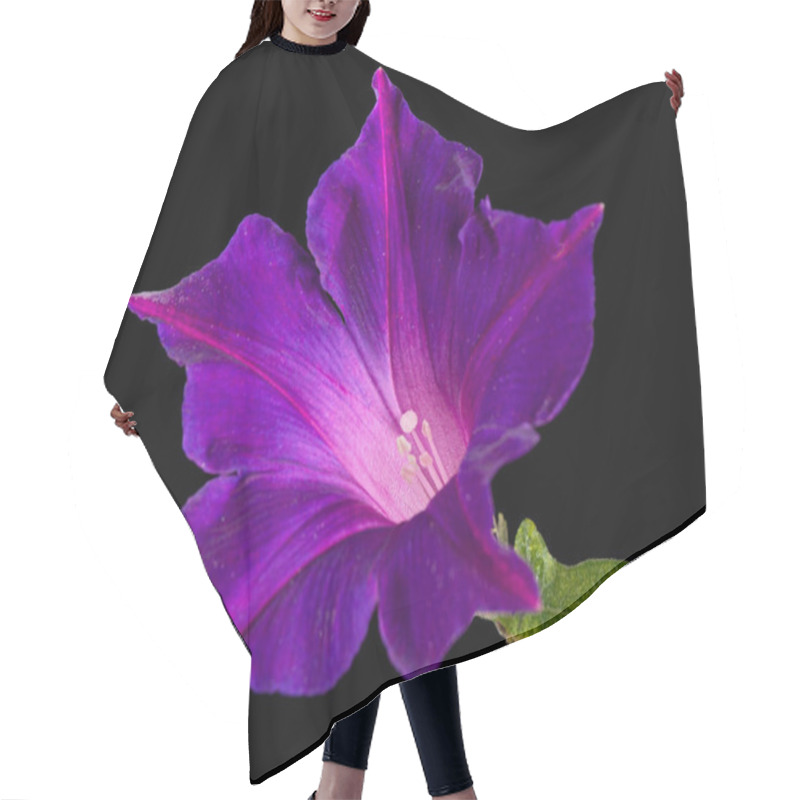 Personality  Violet Flower Of Ipomoea, Japanese Morning Glory, Convolvulus, Isolated On Black Background Hair Cutting Cape