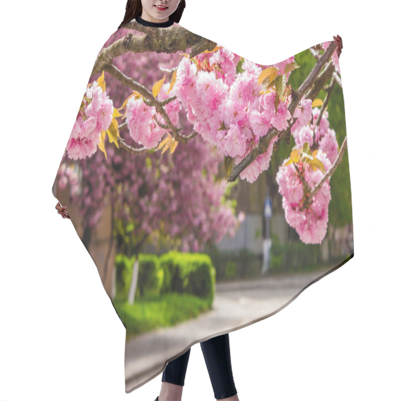 Personality  Pink Sakura Blossom On Street Hair Cutting Cape