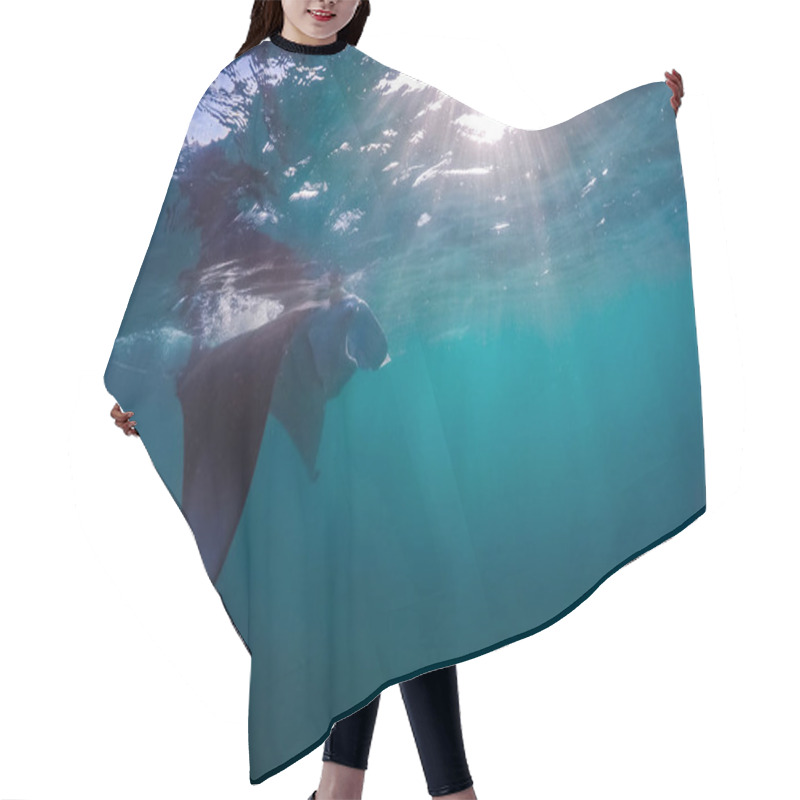 Personality  Bright Underwater Scene With Manta Ray In Sun Rays. Snorkeling And Diving In Tropical Sea, Underwater Sport And Recreational Background Hair Cutting Cape