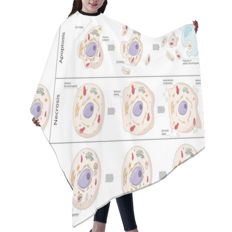 Personality  Three Basic Forms Of Cell Death: Apoptosis (chromosome Condensation, Nuclear Fragmentation), Autophagy (autophagosome Formation), Necrosis (membrane Rupture, Organelles Swelling).  Hair Cutting Cape