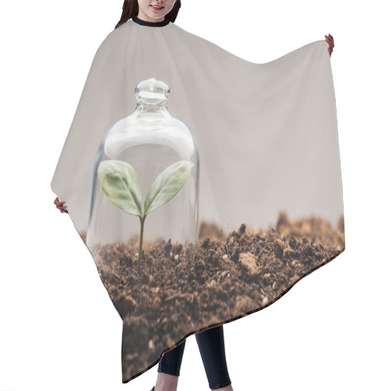 Personality  Small Green Plant Covered Under Bell Jar Isolated On Grey Hair Cutting Cape