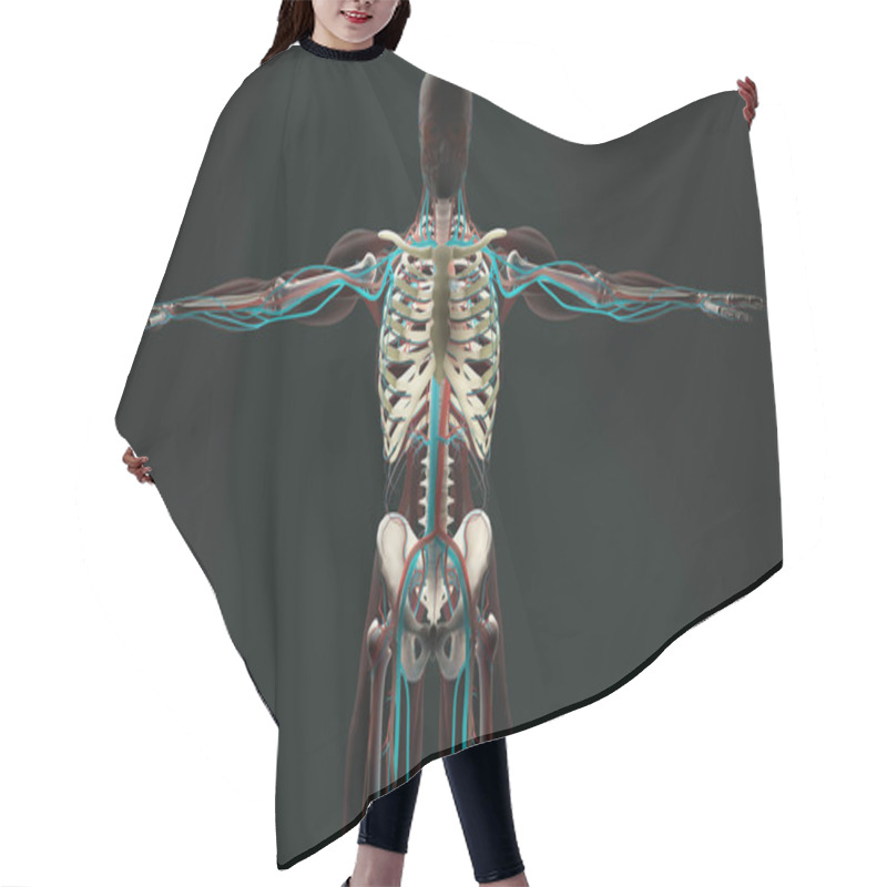 Personality  Human Anatomy Model Hair Cutting Cape