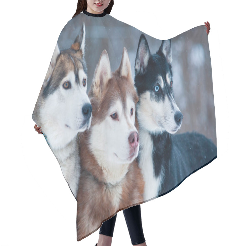 Personality  Three Beautiful Dogs Of A Breed Siberian Husky Portrait Hair Cutting Cape