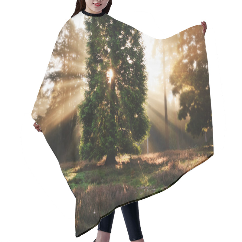 Personality  Inspirational Dawn Sun Burst Through Trees In Forest Autumn Fall Hair Cutting Cape