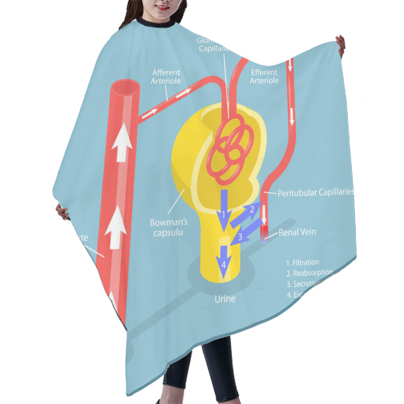 Personality  3D Isometric Flat Vector Conceptual Illustration Of Formation Of Urine, Educational Diagram Hair Cutting Cape