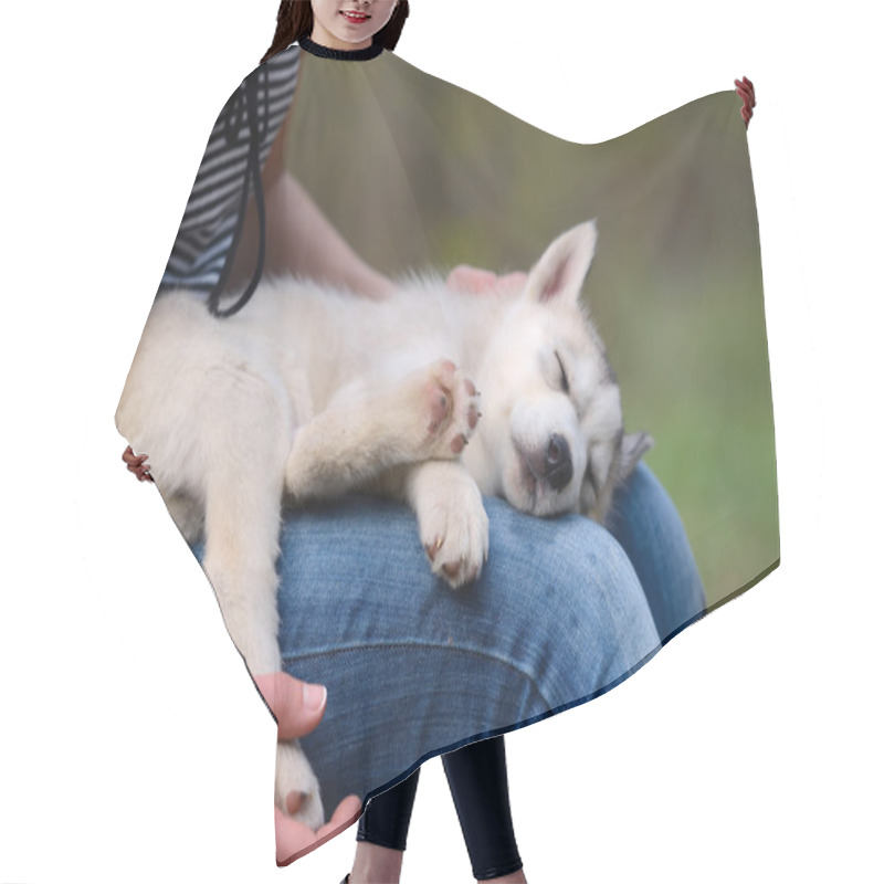 Personality  A Small Siberian Husky Puppy Sleeping In The Lap Of His Owner Hair Cutting Cape