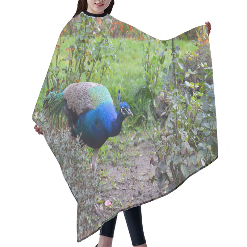 Personality  Peacock, Ascania, Indian Peafowl, Garden Hair Cutting Cape