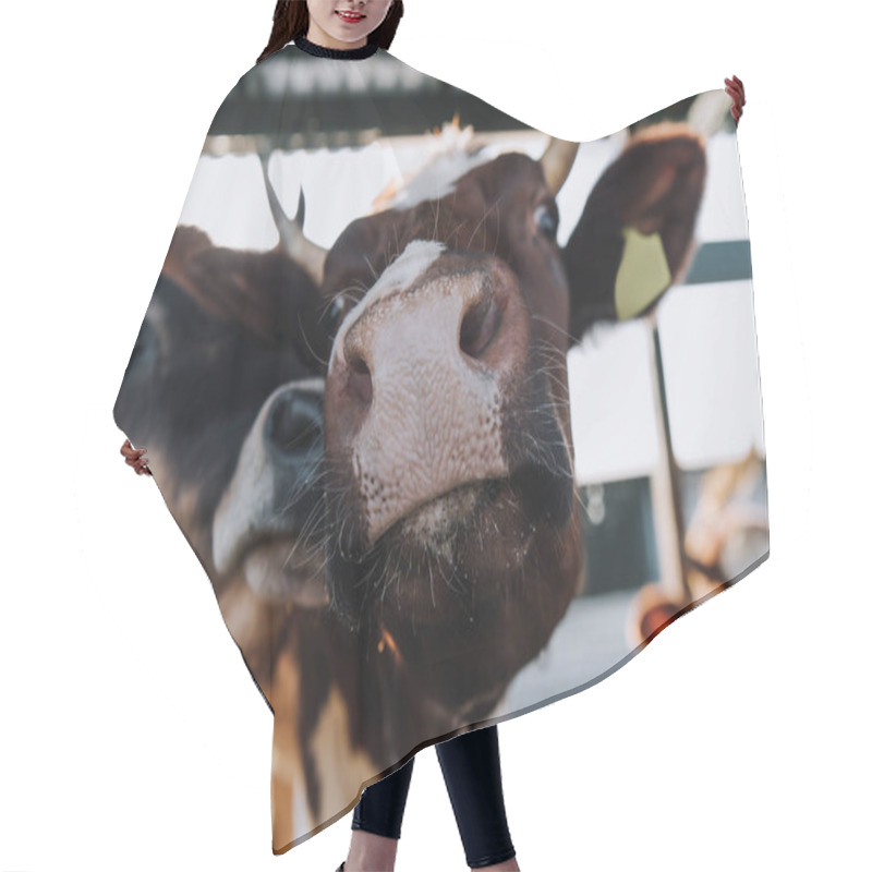 Personality  Close Up Portrait Of Beautiful Domestic Cows Standing In Stall At Farm Hair Cutting Cape