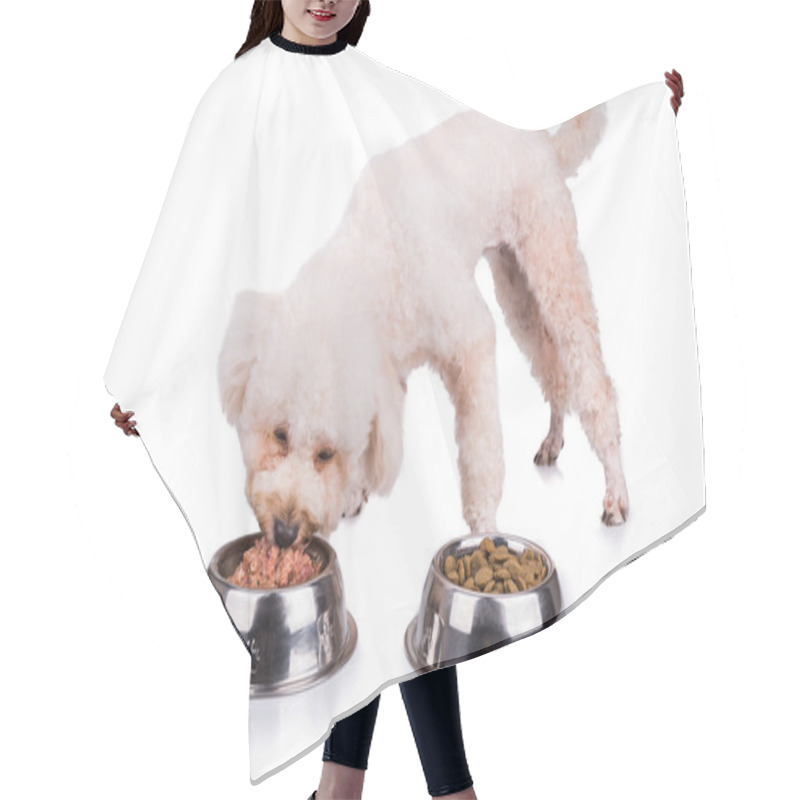 Personality  Poodle Dog Enjoying Her Nutritious And Delicious Raw Meat Meal Hair Cutting Cape