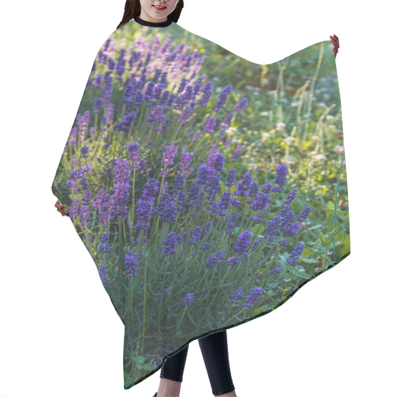 Personality  Lavender Plants Stand Tall In A Lush Garden, Showcasing Their Vibrant Purple Flowers Against A Backdrop Of Greenery, Illuminated By Soft Sunlight During The Day. Hair Cutting Cape