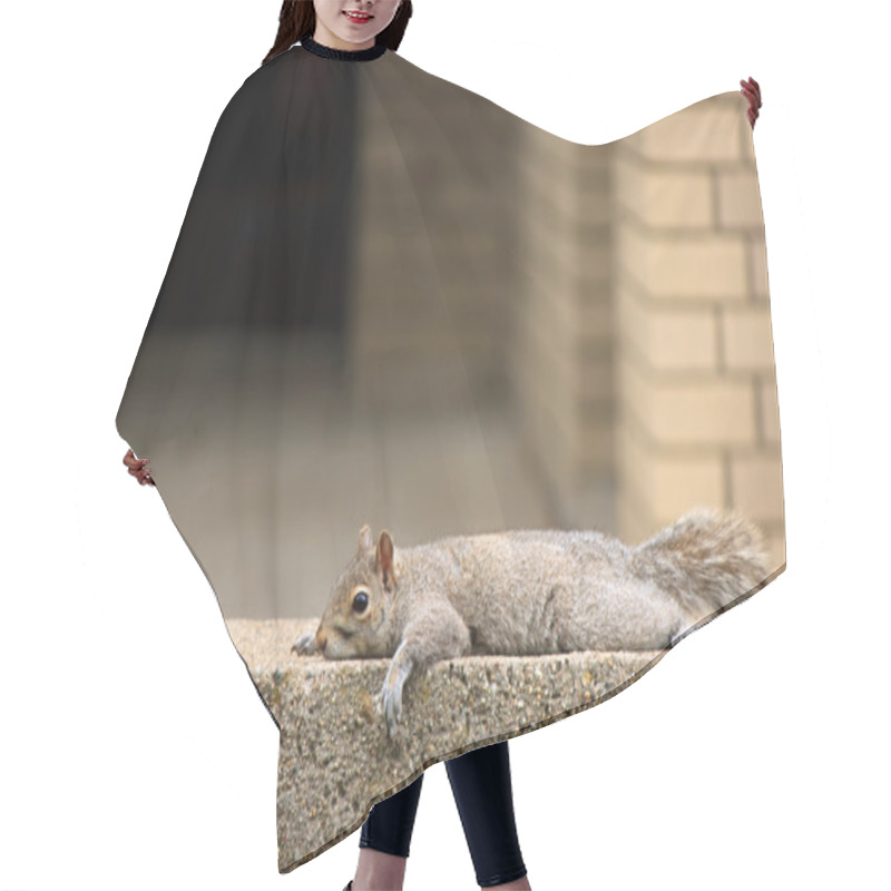 Personality  Squirrel Resting Hair Cutting Cape