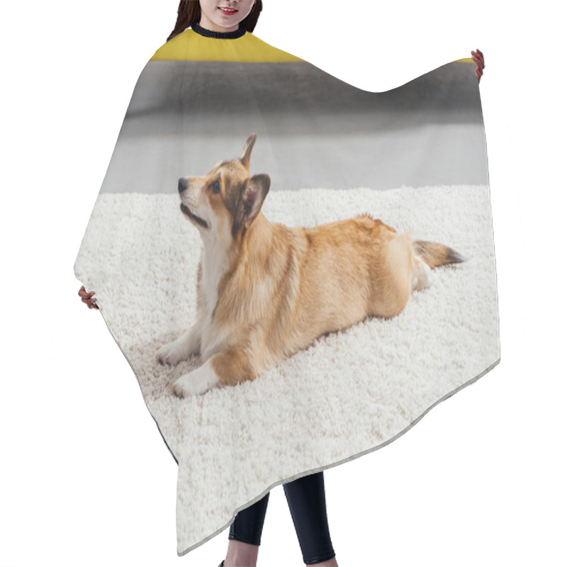 Personality  Funny Pembroke Welsh Corgi Dog Perfoming Command To Lie Down Hair Cutting Cape