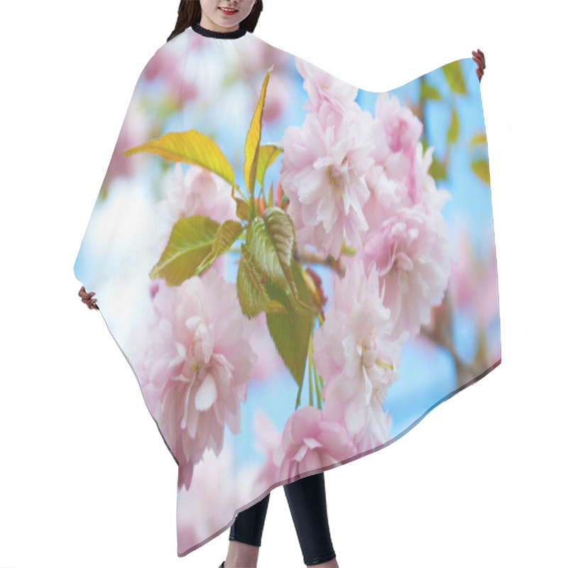 Personality  Sakura Tree Blossoms In Spring Against A Blue Sky. Hair Cutting Cape