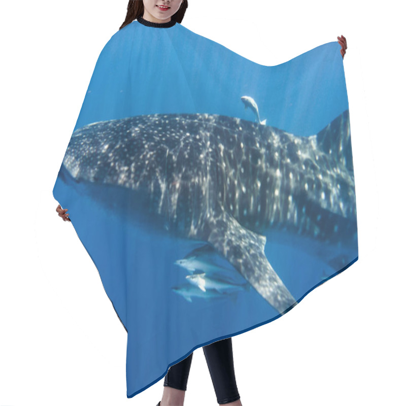 Personality  Whale Shark In The Indian Ocean Hair Cutting Cape