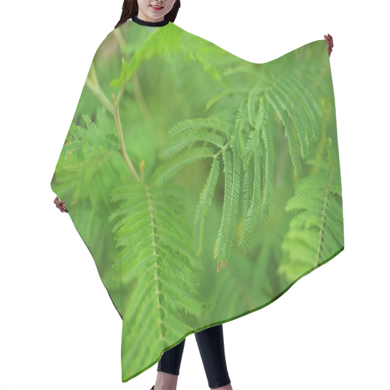 Personality  Green Leaves (green Branches Of The Bush, Tree), Green Fern Leaves Hair Cutting Cape